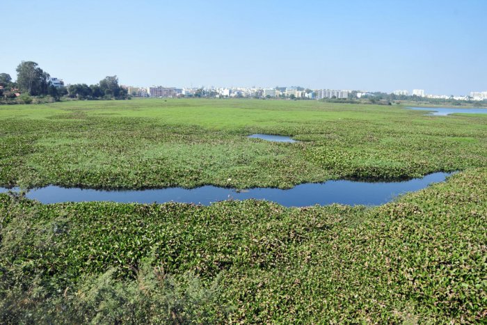 The Devil is in the Detail: How Weeding and Cattle Grazing Almost Cost Us Doddanekkundi Lake 2