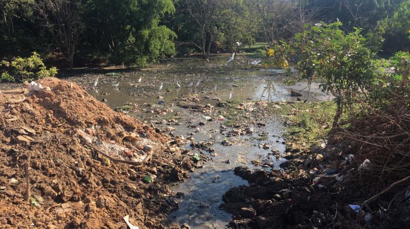 Who are the Vultures attacking the Mallasandra Gudde Lake? 2